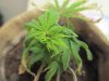 FPOG one week transplanted 011.jpg FPOG one week transplanted 011.jpg