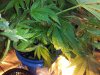 20130517_232055.jpg 20130517_232055.jpg