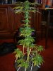 p1060815oj8.jpg