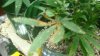 DSC01580.jpg