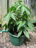 Unknown Strain - 25 days from germination - Side 4.jpg