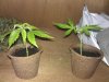 two lil top dawg clones.jpg