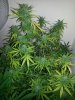IMG-20130413-WA0007.jpg