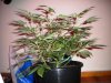 DSCN2951.jpg