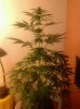 bud1.jpg