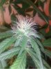 bud2.jpg