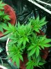 WhiteWidow OG Veg 9.jpg