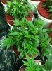 Super Skunk Veg 3.jpg