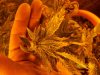 close up top buds 2.jpg