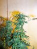 slowest grower side view.jpg