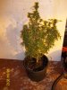 slowest grower always dodgy.jpg