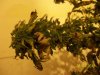 worst plant top stem.jpg