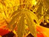 fan leaf.jpg
