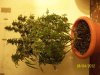 best remaining plant view 2.jpg