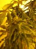 best plant top view.jpg