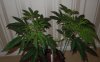 DSCN4776.jpg DSCN4776.jpg