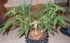 DSCN4788.jpg DSCN4788.jpg