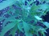IMG_20130521_184559.jpg