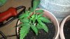 2013-05-21_22-46-57_395.jpg 2013-05-21_22-46-57_395.jpg