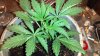2013-05-21_22-27-37_470.jpg 2013-05-21_22-27-37_470.jpg
