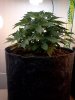 IMG_20130519_085842.jpg