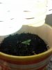 seedling day 4.jpg