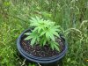 pot pic 001.jpg
