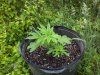 pot pic 003.jpg