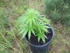 pot pic 008.jpg