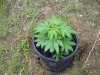 pot pic 009.jpg