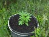 pot pic 006.jpg
