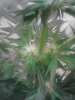 IMG_20130524_000809.jpg
