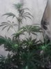 IMG_20130524_000843.jpg