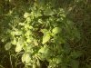 S.Divinorum2.jpg