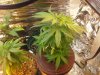 20130517_202531.jpg 20130517_202531.jpg