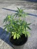 MJ Grow 1 001.jpg MJ Grow 1 001.jpg