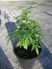 MJ Grow 1 002.jpg MJ Grow 1 002.jpg