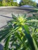 MJ Grow 1 003.jpg MJ Grow 1 003.jpg