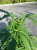 MJ Grow 1 004.jpg MJ Grow 1 004.jpg
