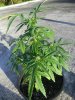 MJ Grow 1 005.jpg