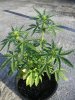 MJ Grow 1 006.jpg MJ Grow 1 006.jpg