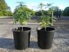 MJ Grow 1 007.jpg MJ Grow 1 007.jpg