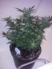 IMG_20130525_110018.jpg