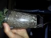 IMG_20130525_093416.jpg