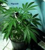 Plant 1b.jpg