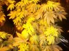 100_2716.jpg