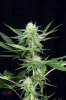 Mickey Kush #2 @ day 24 (2 of 8).jpg