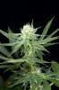 Mickey Kush #2 @ day 24 (3 of 8).jpg
