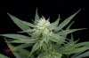 Mickey Kush #2 @ day 24 (5 of 8).jpg