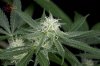 Mickey Kush #2 @ day 24 (6 of 8).jpg
